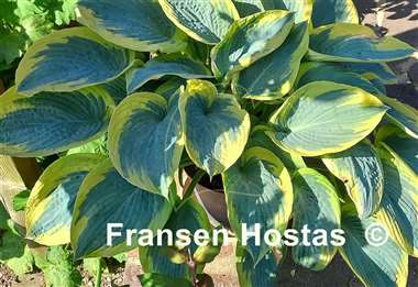 Hosta Flemish Tradition